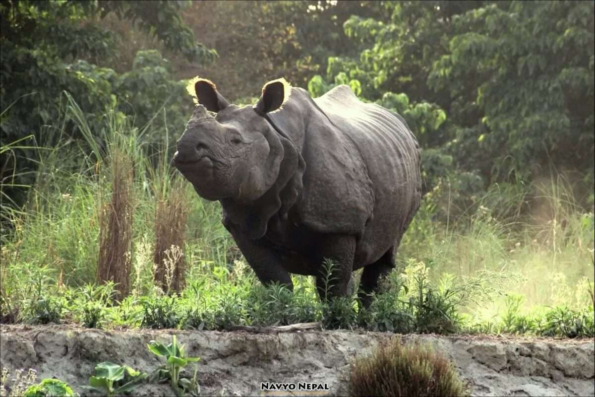 Nepal - Chitwan National Park - Rinoceronte