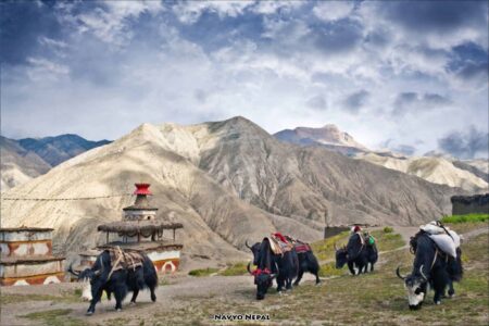 Trek del Alto Dolpo