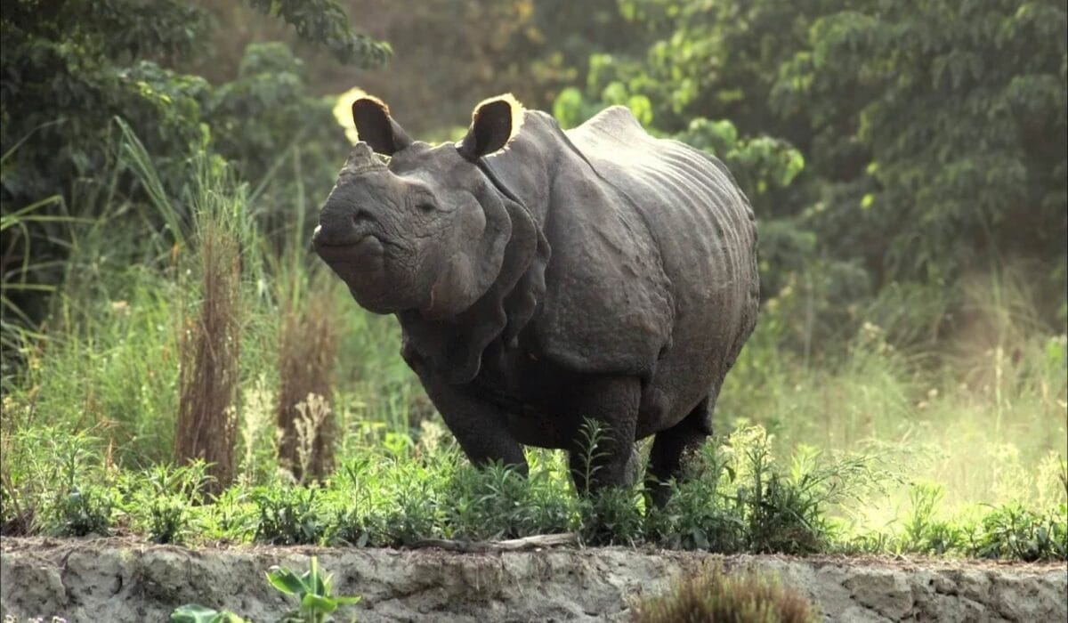 Nepal-Chitwan National Park-un rinoceronte unicorno